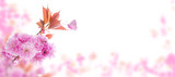 Fototapeta Storczyk - Sakura tree branch and butterfly spring horizontal background
