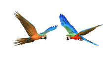 Flight Patterns Of Two Macaw Parrots