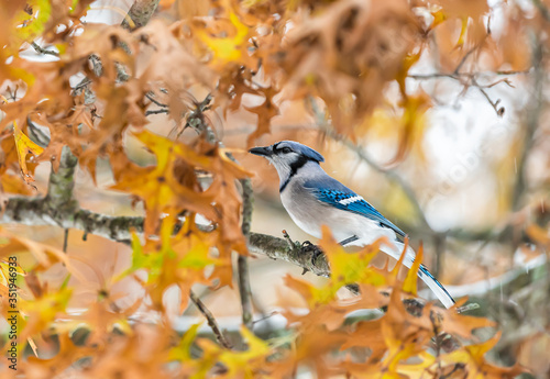 Cuadros en Lienzo One colorful beautiful blue jay Cyanocitta cristata bird closeup perched on tree
