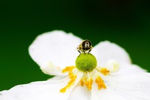 Close-up Of Bee On White Flower