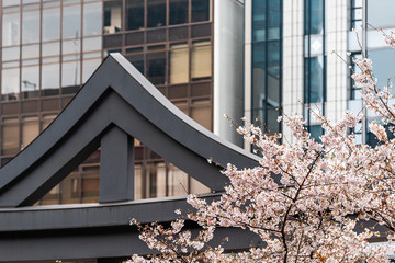 Wall Mural - Pink cherry blossom sakura trees by modern glass building in background with flowers blooming in spring in Akasaka, Tokyo, Japan at Hie Shrine torii gate entrance