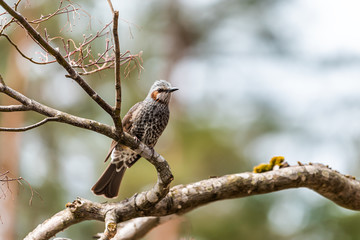 Wall Mural - Takayama, Japan Hida no Sato old folk village in Gifu prefecture with Brown-eared bulbul bird perched on tree closeup with blurry background