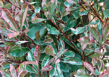 Photinia Fraseri Shrub Leaves Plant