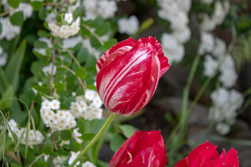 Spring beautiful red tulip close-up.