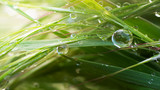 Fototapeta Dziecięca - Green grass in nature with raindrops