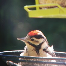 Close-up Of Downy Woodpecker In Bowl