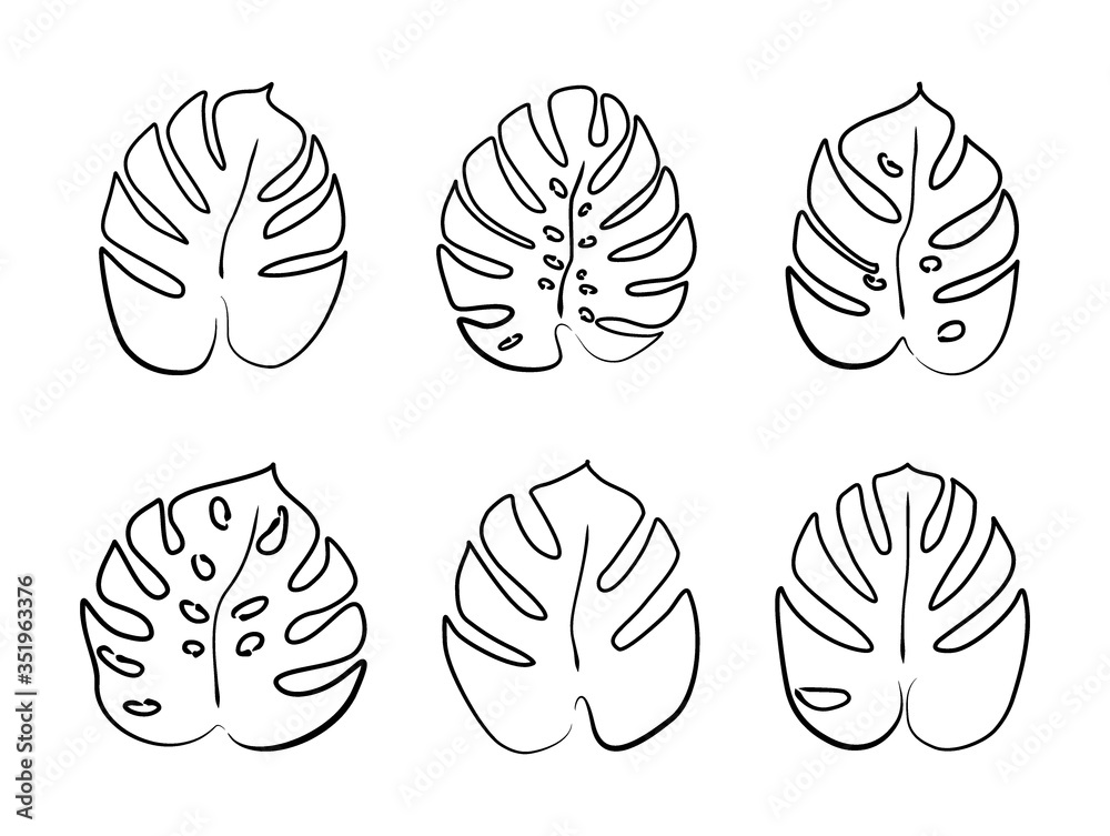 monstera deliciosa huge Buy Large Monstera Deliciosa Plant main image 1