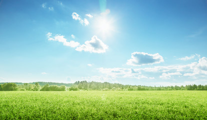 Canvas Print - field of spring grass and perfect sky