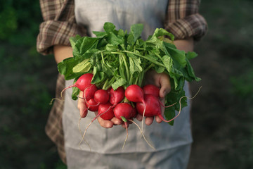 Farmers holding fresh radish in hands on farm. Woman hands holding freshly bunch harvest. Healthy organic food, vegetables, agriculture, close up