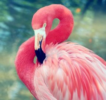 Flamingo Preening Itself