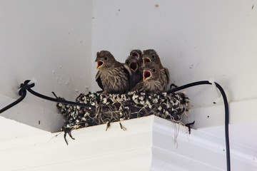 Baby birds nested inside a patio on a column waiting for the mother bird to feed them