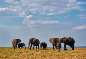 Wall Mural - Group of african lephants (Loxodonta africana) walking