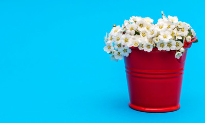 Wall Mural - Small white flowers in small red bucket. Space for text. Background for greeting card.