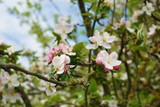 Fototapeta Las - Apfelbaum im Frühling