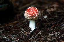 Close-up Of Fly Agaric Mushroom On Field