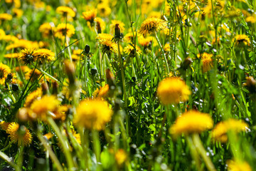 Poster - yellow dandelions on the green grass
