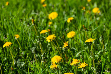 Poster - yellow dandelions on the green grass