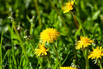 Poster - yellow dandelions on the green grass