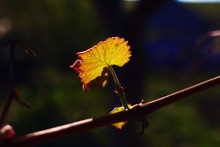 Closeup A Young Small Green Leaf Of Grapes With Red Edges On A Thin Brown Branch Of A Vine Bush Shines Through The Sun's Rays Against The Background Of A Rural Garden