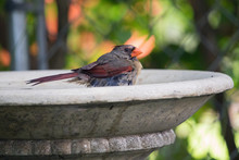 Female Cardinal Bathing On A Water Fountain