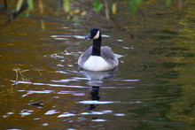 Close-up Of Canada Goose Swimming On Lake