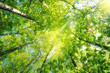 Leuchtend grüne Baumkronen im Buchen wald