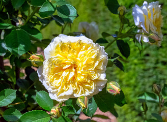 Poster - Rosa Alberic Barbier in British park - London, UK