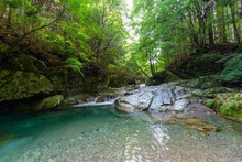 Scenic View Of River Stream Amidst Trees In Forest