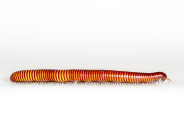 milipede isolated many many legs