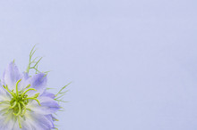 Blue Corn Flowers On A Wooden Background