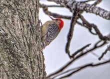 Low Angle View Of Red-bellied Woodpecker Perching On Tree