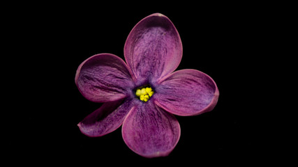  purple orchid flower