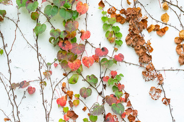 Wall Mural - ivy isolated on a white background