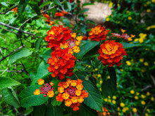 Close-up Of Orange Flowering Plants
