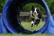 Dog running through agility tunnel