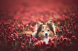 Happy shetland sheepdog in the red clover field