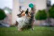 Dog playing and catching ball