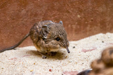 The Round-eared Elephant Shrew (Macroscelides Proboscideus) Is A Species Of Elephant Shrew (sengi) In The Family Macroscelididae. It Eats Insects, Shoots, And Roots.