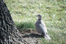 High Angle View Of Eurasian Collared Dove On Grass