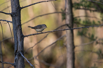 Canvas Print - the red-eyed vireo (vireo olivaceus)