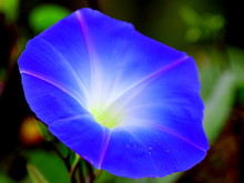 Close-up Of Blue Morning Glory Blooming In Park