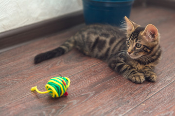 Cute charcoal bengal kitty cat laying with toy on the floor at home