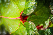 Close-up Of Fresh Rhubarbs Leaves