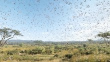 A Swarm Of Locusts Flying Across Fields, Threatening Food Supply Of Human, A Plague Of Locusts In Africa