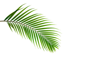 leaves of coconut isolated on white background with clipping path for design elements, tropical leaf, summer background