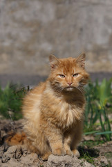 Wall Mural - Big beautiful ginger cat