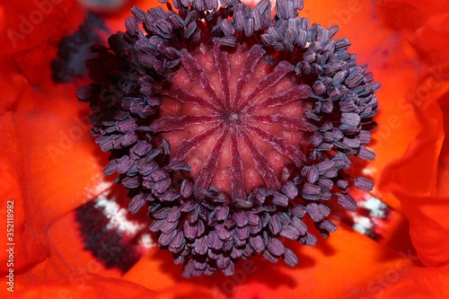 Fotomural Close-up Of Oriental Poppy Blooming Outdoors