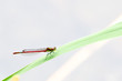 Ważka na zielonym liściu. Dragonfly on the green leaf