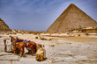 Horses and camels at the Great Pyramid of Giza in Cairo, Egypt
