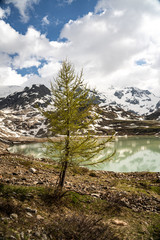 Wall Mural - glacier lake in switzerland in the alps during in the evening sky with clouds and warm lights and a lonely tree